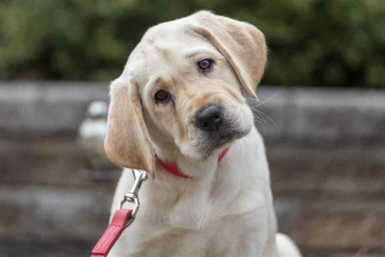 Understanding Labrador Retrievers’ Body Language: A Guide for Dog Owners