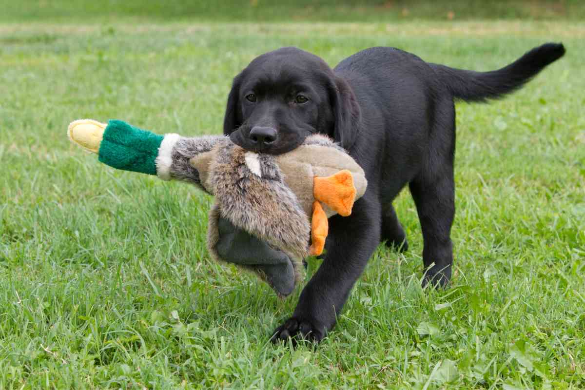 labrador game 1 Labrador Retrievers: Fun Activities and Games for Your Four-Legged Friend