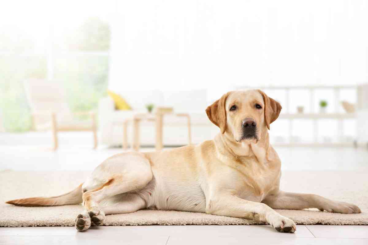 labrador smart ANSWERED: How Smart are Labrador Retrievers?