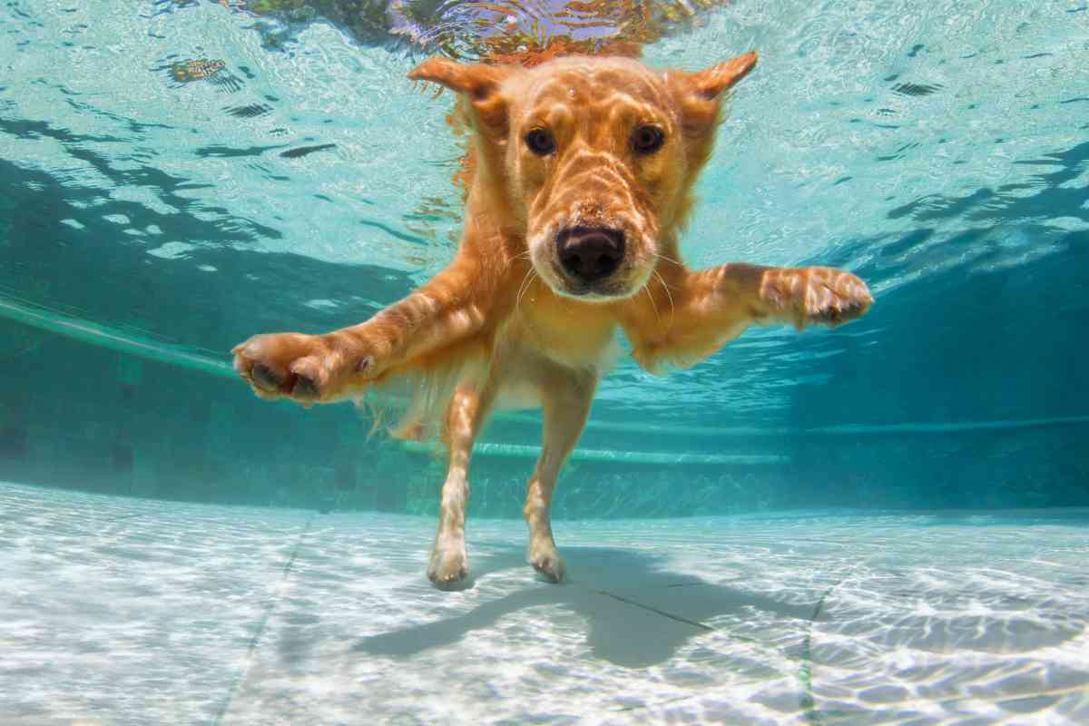 labrador swim 1 Labrador Retrievers: The Perfect Water Companions