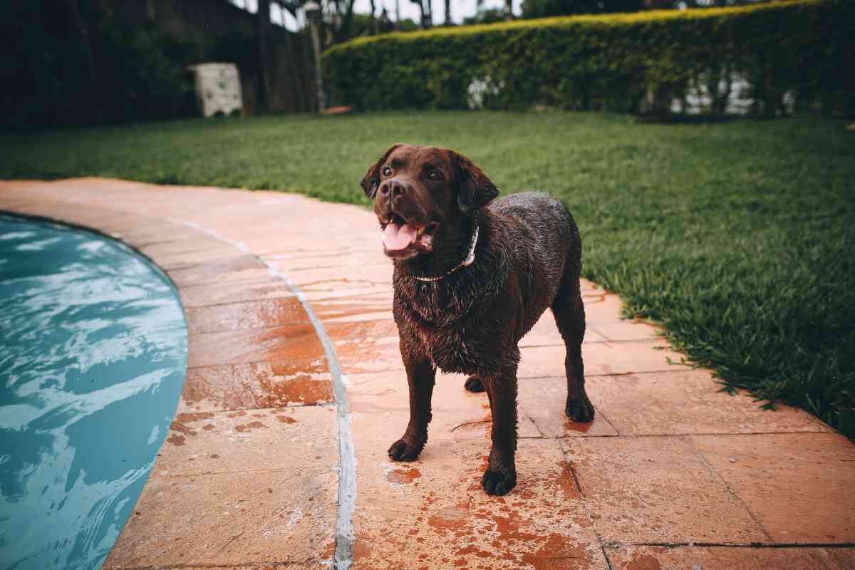 labrador swim 3 Labrador Retrievers: The Perfect Water Companions