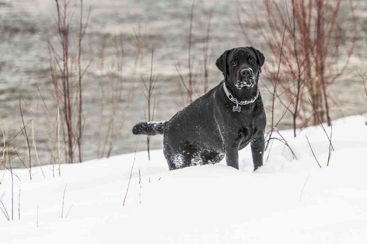 labradors in cold 1 Labrador Retrievers in Cold Climates: Tips for Keeping Your Pup Warm and Safe