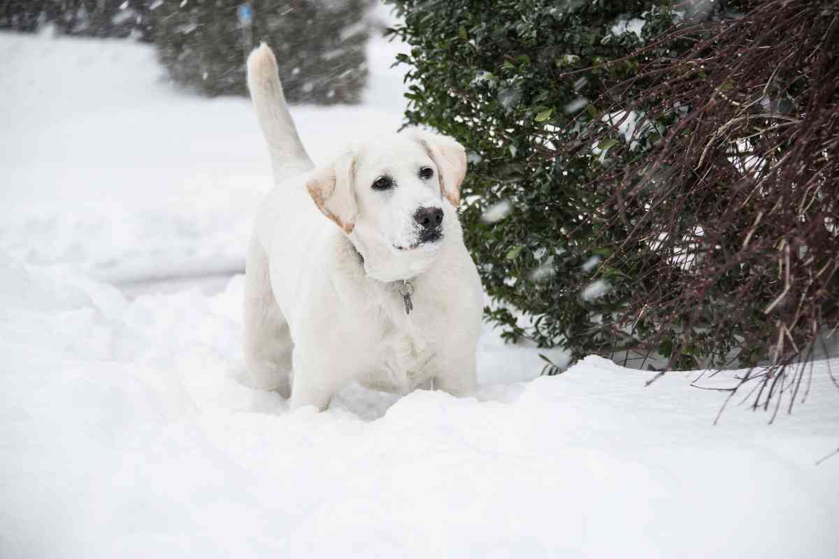 labradors in cold 2 Labrador Retrievers in Cold Climates: Tips for Keeping Your Pup Warm and Safe