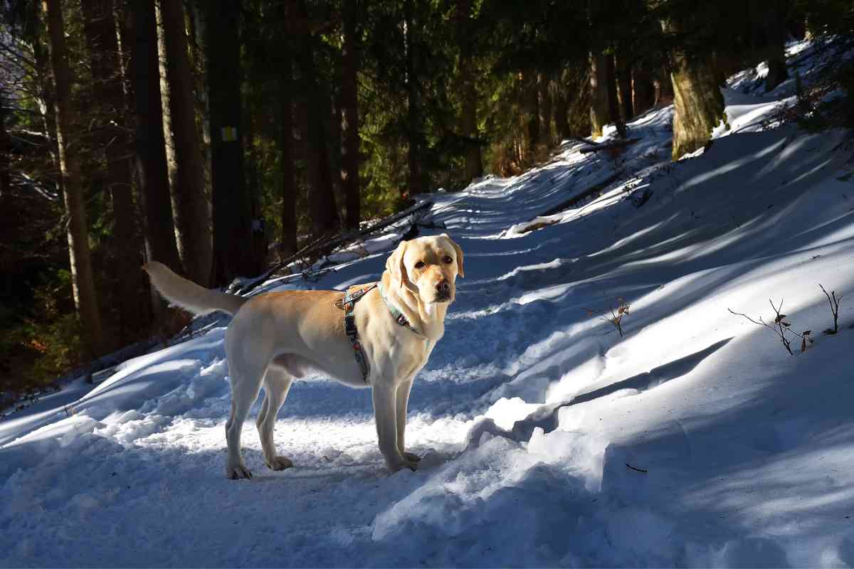 labradors in cold 3 1 Labrador Retrievers in Cold Climates: Tips for Keeping Your Pup Warm and Safe