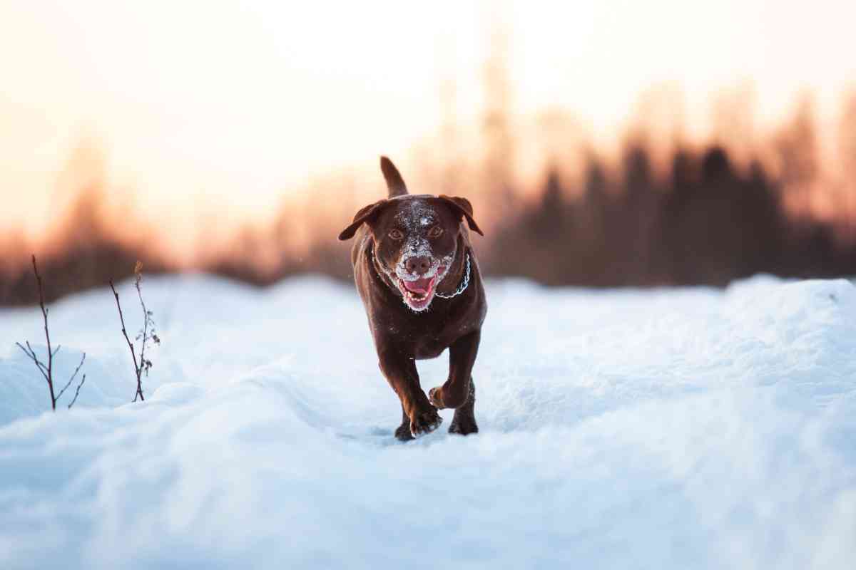 labradors in cold 4 Labrador Retrievers in Cold Climates: Tips for Keeping Your Pup Warm and Safe