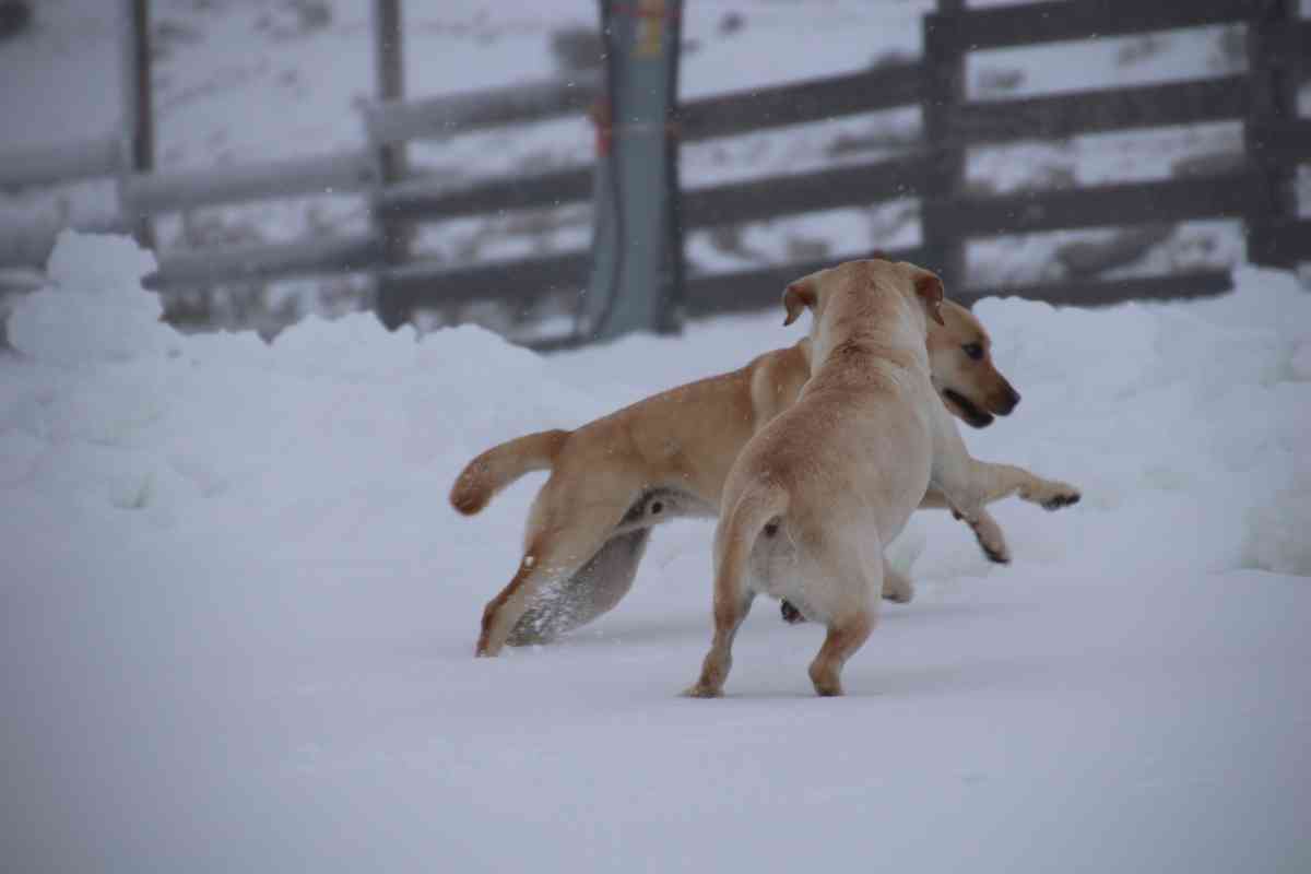 labradors in cold 5 Labrador Retrievers in Cold Climates: Tips for Keeping Your Pup Warm and Safe
