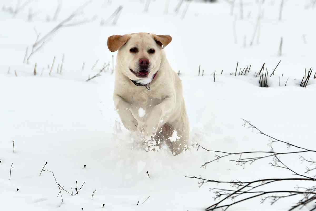 labradors in cold Labrador Retrievers in Cold Climates: Tips for Keeping Your Pup Warm and Safe