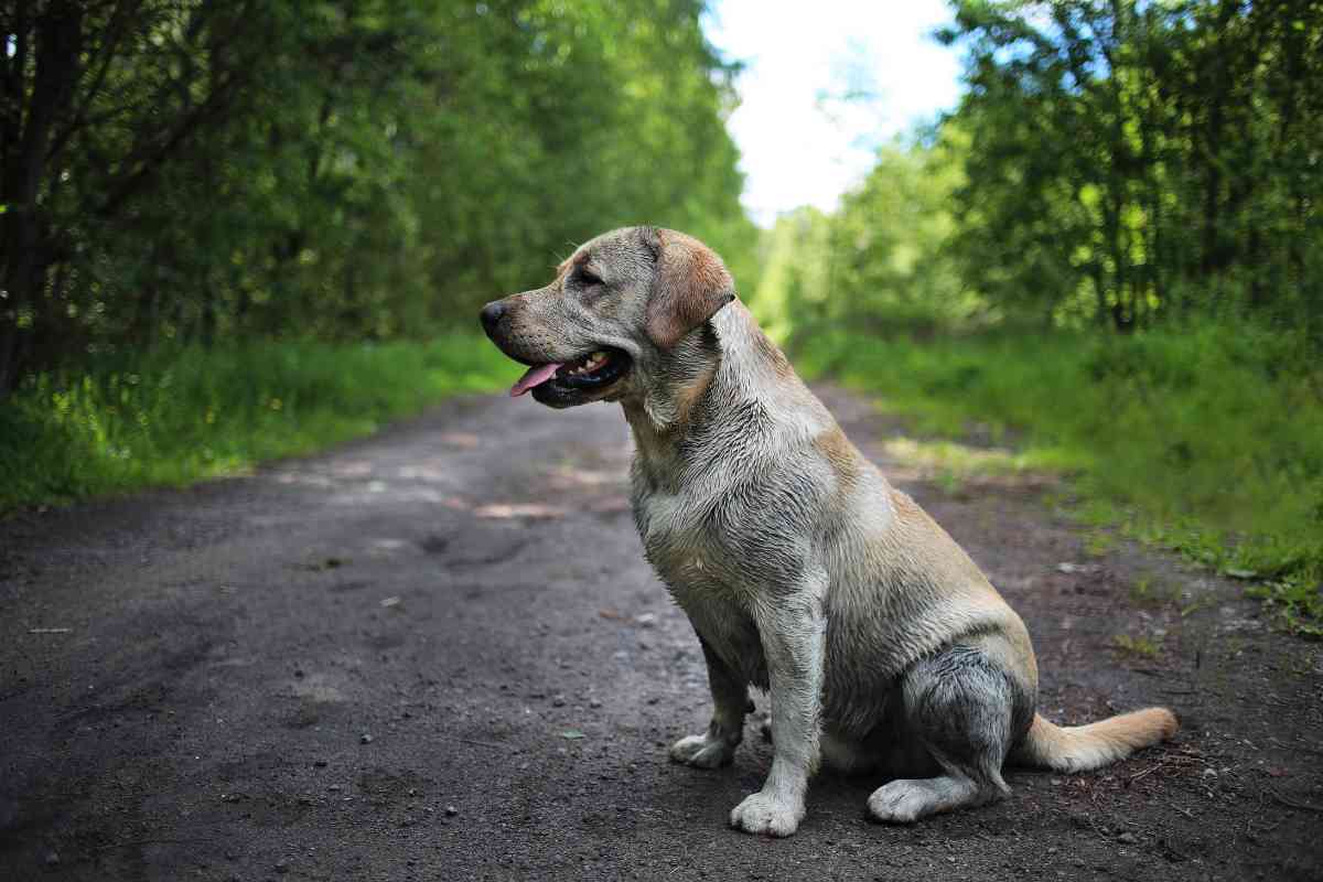 socialize a labrador 7 Socializing Your Labrador Retriever: Tips and Techniques