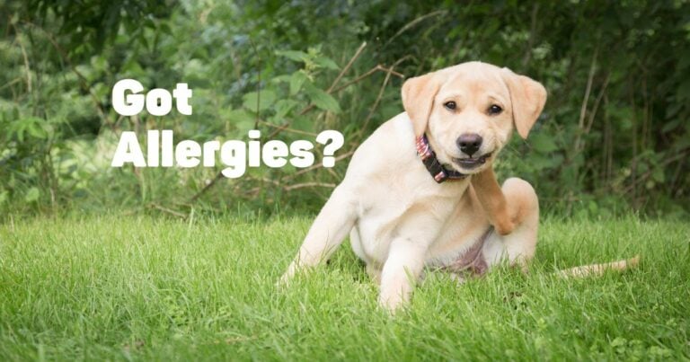 Labrador Retrievers and Allergies: What You Need to Know