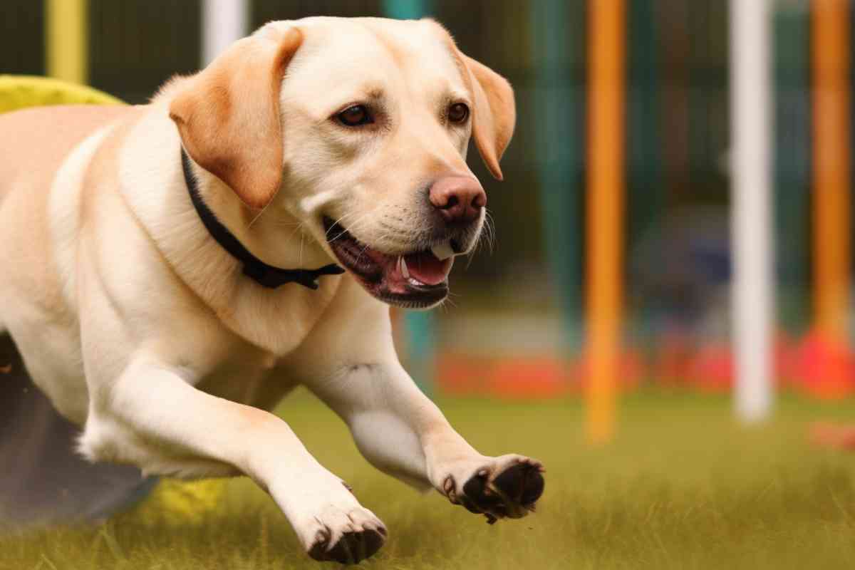 Exercise Routines for Labrador Retrievers Keeping Your Pup Healthy and Active 14 Exercise Routines for Labrador Retrievers: Keeping Your Pup Healthy and Active