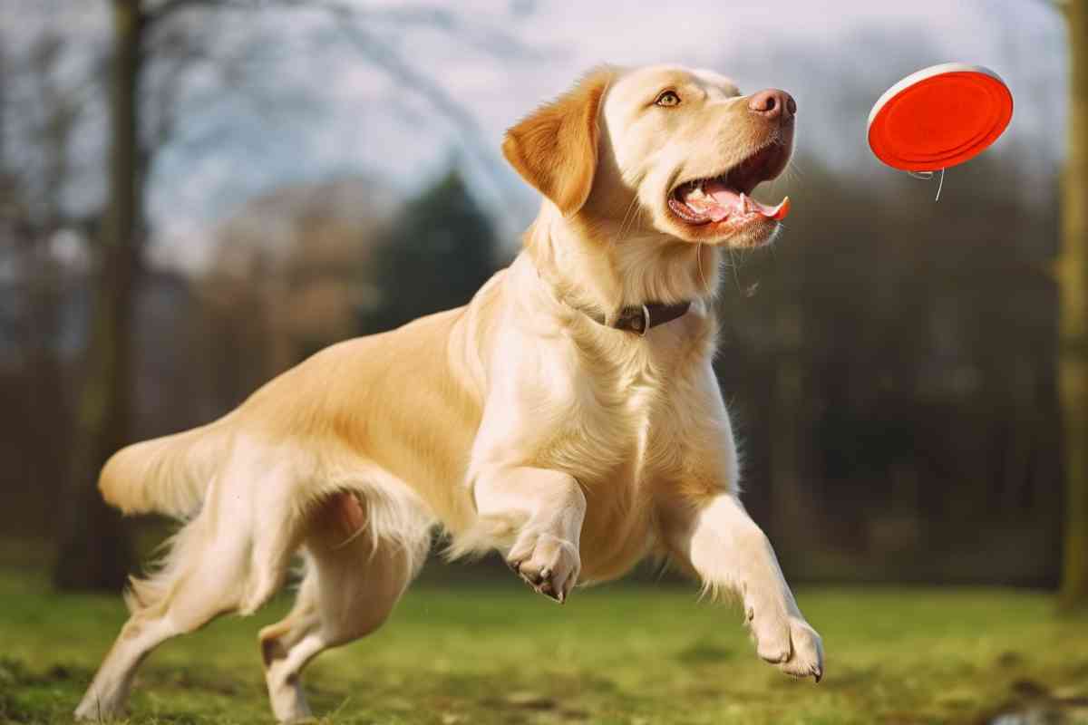 Exercise Routines for Labrador Retrievers Keeping Your Pup Healthy and Active 4 Exercise Routines for Labrador Retrievers: Keeping Your Pup Healthy and Active