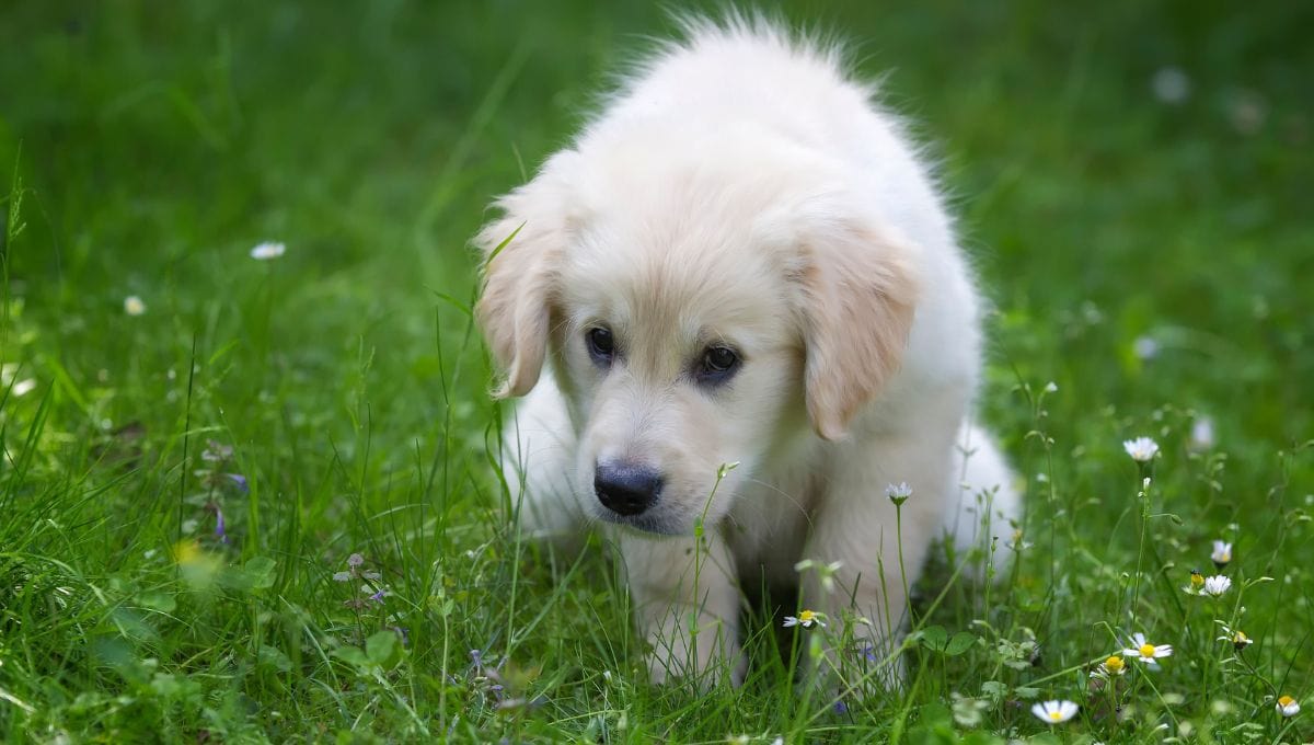 At What Age Should a Puppy Be Housebroken?