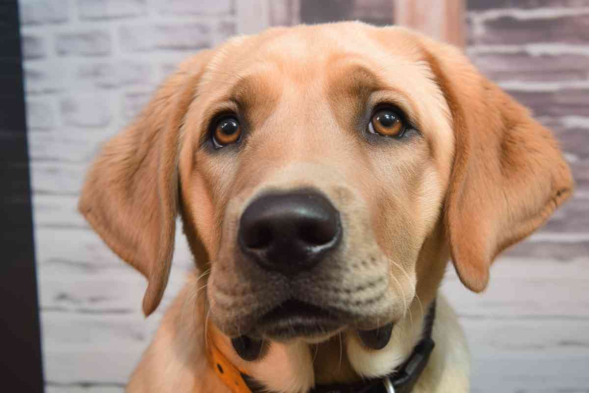 Labrador Retriever Rescue Organizations Finding Help for Abandoned Dogs 2 Labrador Retriever Rescue Organizations: Finding Help for Abandoned Dogs