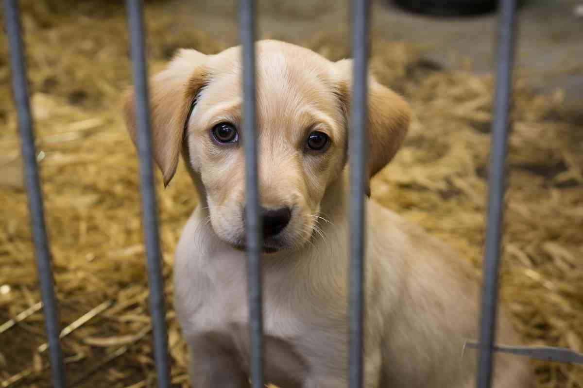 Labrador Retriever Rescue Organizations Finding Help for Abandoned Dogs 9 Labrador Retriever Rescue Organizations: Finding Help for Abandoned Dogs