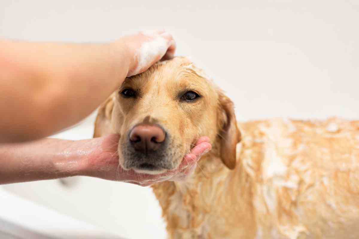 groom labrador 1 Proper Grooming Techniques for Labrador Retrievers: A Comprehensive Guide