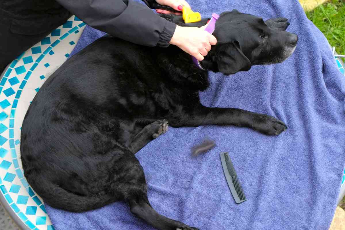 groom labrador 2 Proper Grooming Techniques for Labrador Retrievers: A Comprehensive Guide