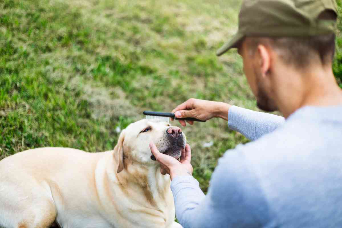 groom labrador 3 Proper Grooming Techniques for Labrador Retrievers: A Comprehensive Guide