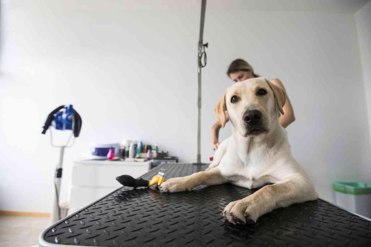 groom labrador 4 Proper Grooming Techniques for Labrador Retrievers: A Comprehensive Guide