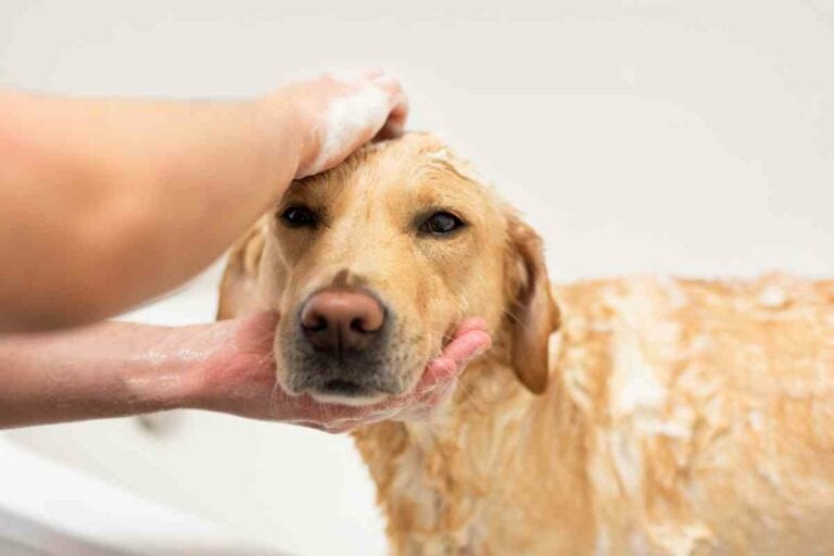Proper Grooming Techniques for Labrador Retrievers: A Comprehensive Guide