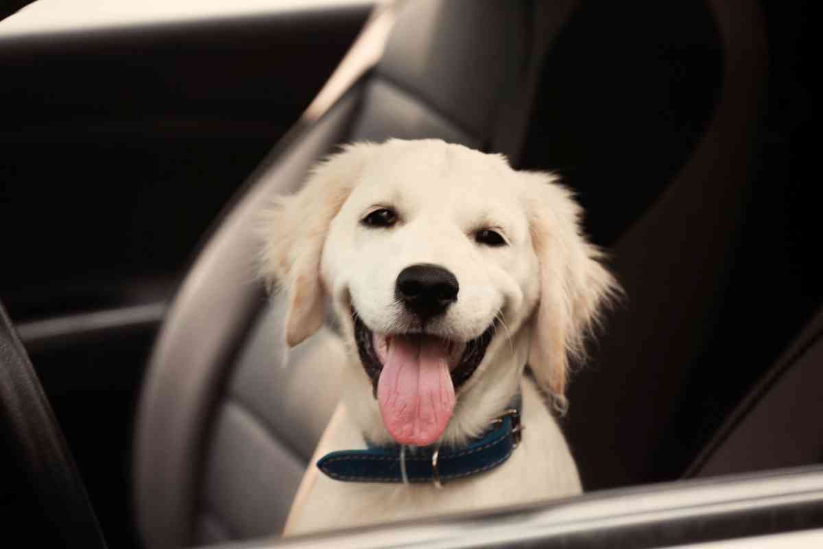 traveling with a labrador 1 1 Traveling with Labrador Retrievers: Tips and Tricks for a Smooth Trip
