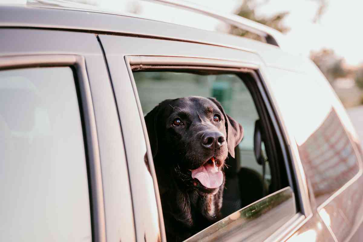 traveling with a labrador 2 Traveling with Labrador Retrievers: Tips and Tricks for a Smooth Trip