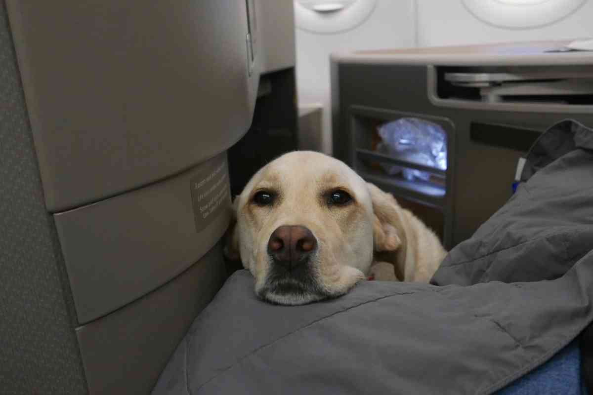 traveling with a labrador 3 Traveling with Labrador Retrievers: Tips and Tricks for a Smooth Trip