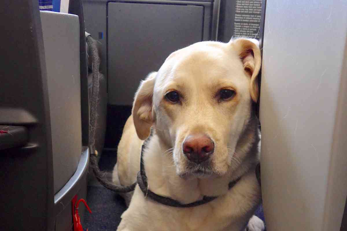 traveling with a labrador 4 Traveling with Labrador Retrievers: Tips and Tricks for a Smooth Trip