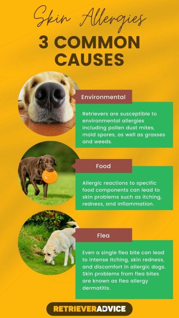 Allergic Dermatitis in Retriever Dogs Chart Infographic