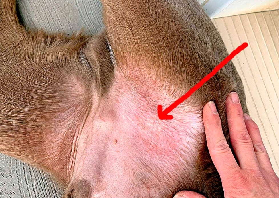 Dashs skin allergy Allergic Dermatitis in Dogs: Dash's Story