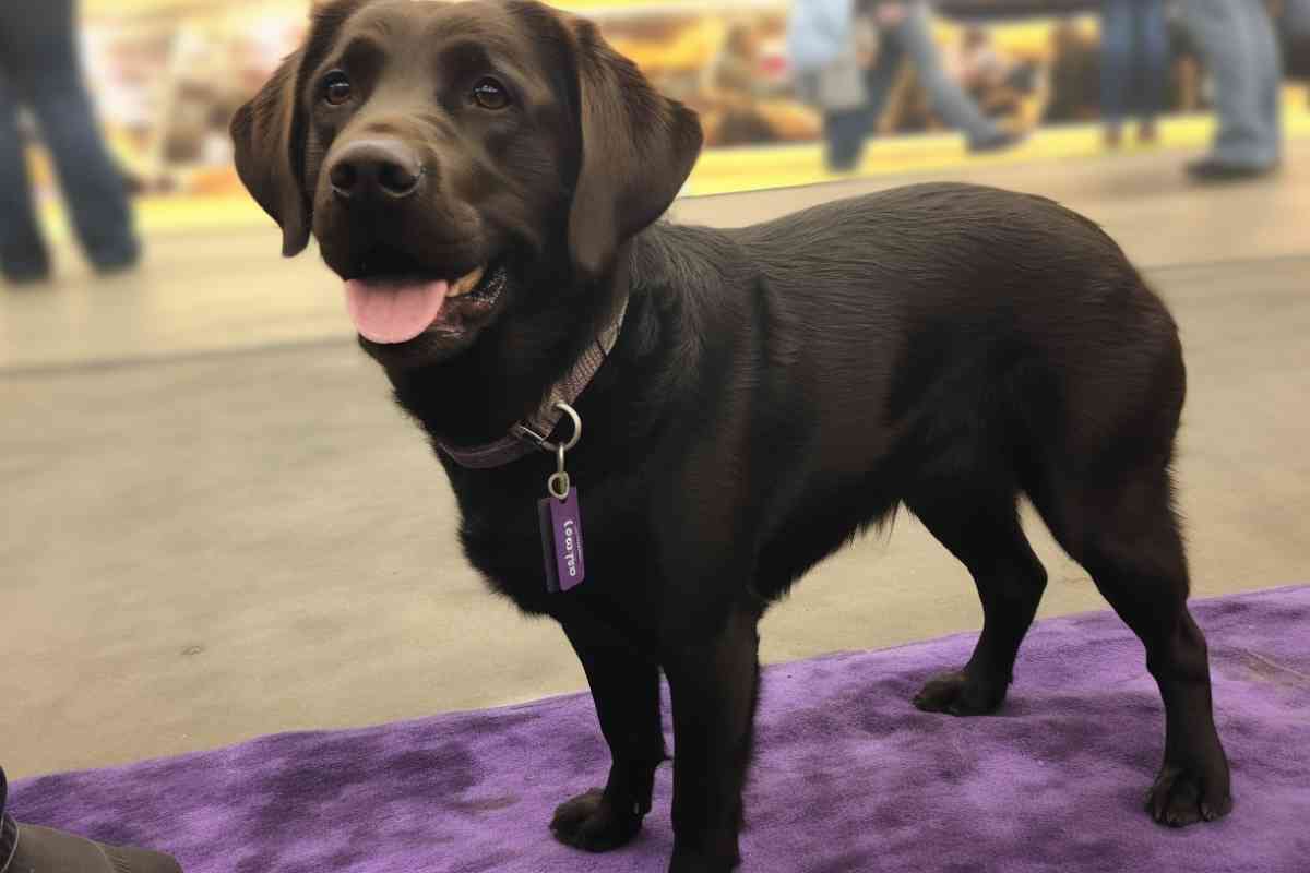 Guide to Labrador Retriever Competitions and Shows Preparing Your Dog for Success 2 Guide to Labrador Retriever Competitions and Shows: Preparing Your Dog for Success
