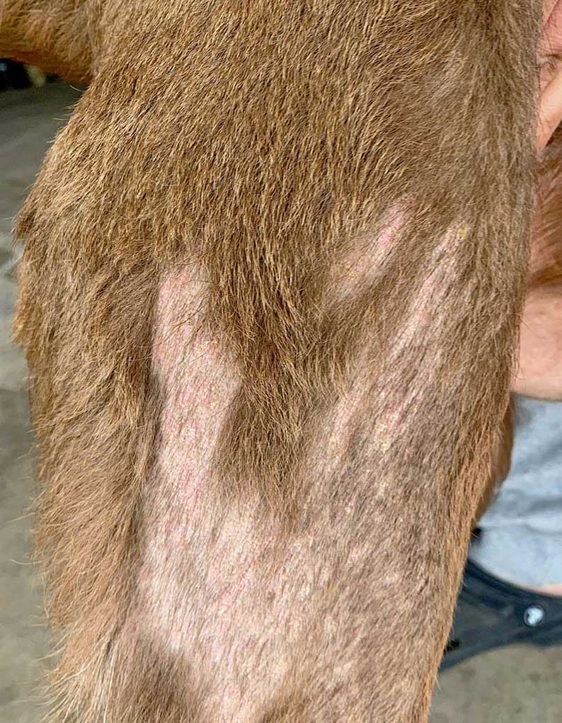 allergy in dog - Dash skin allergy losing hair