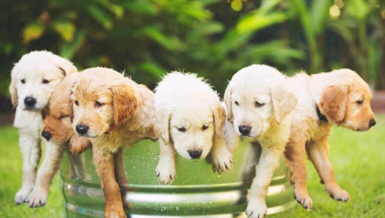 lots of golden retriever puppies with different colors