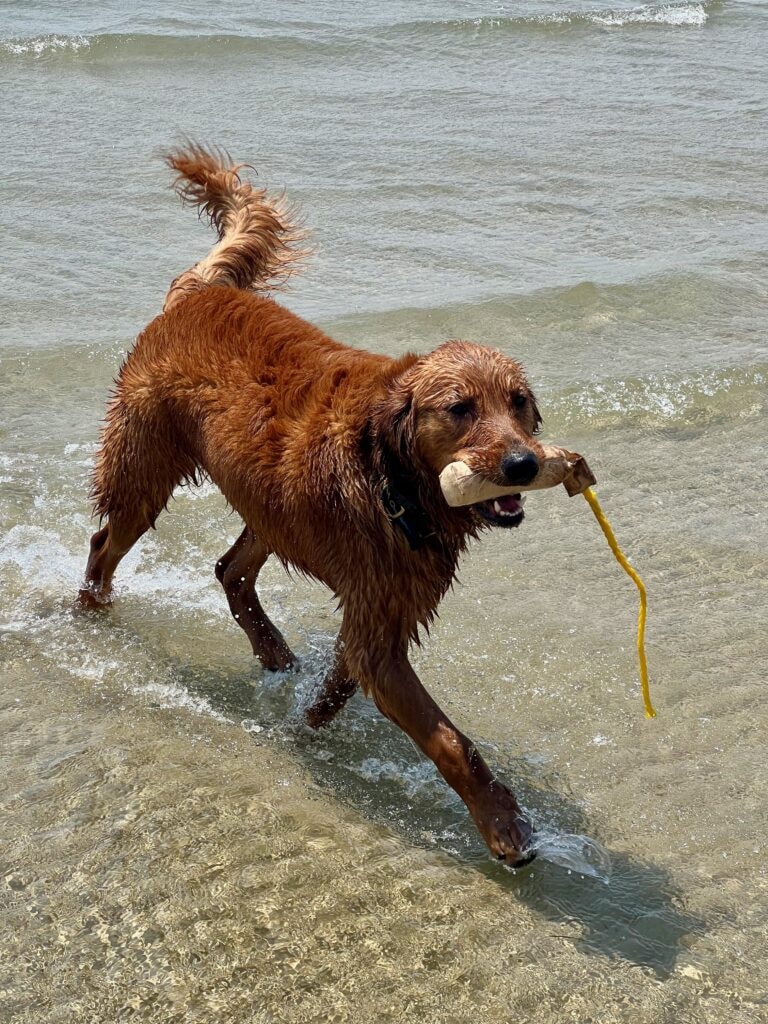 Banks retrieving at 8 months old